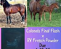 sorrel-champion-pony