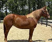 cross-trail-belgian-morgan-horse