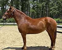 belgian-morgan-mare