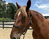 sorrel-draft-mare
