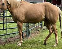 quarter-horse