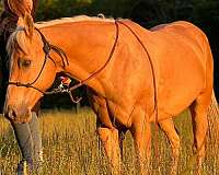 quarter-horse-mare