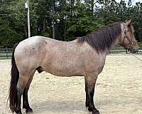 roan-percheron