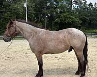 bay-roan-draft-gelding