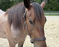 bay-roan-gelding-for-sale