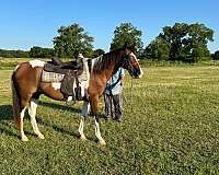 white-horse