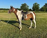 bay-white-horse