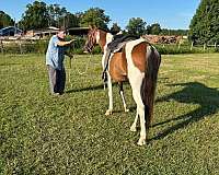 beginner-paint-horse