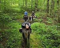 trail-riding-tennessee-walking-horse