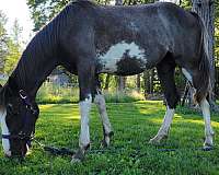 western-riding-tennessee-walking-horse