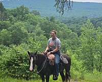 sabino-tennessee-walking-mare