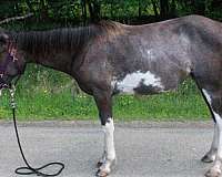 sabino-all-around-horse