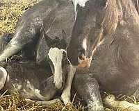 sabino-athletic-horse