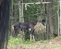 athletic-tennessee-walking-horse