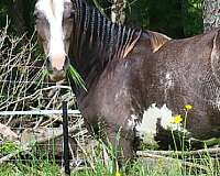 flashy-tennessee-walking-horse