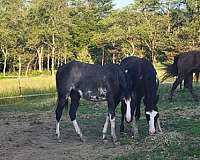 ridden-western-tennessee-walking-horse