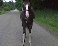 trail-tennessee-walking-horse