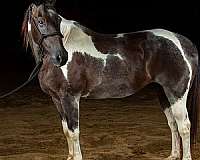 beginner-paint-horse