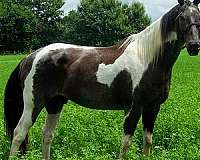 husband-safe-paint-horse