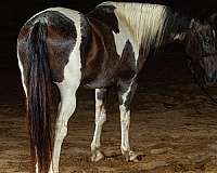 kid-safe-paint-horse