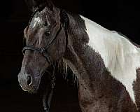 athletic-paint-horse