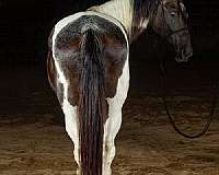 flashy-paint-horse