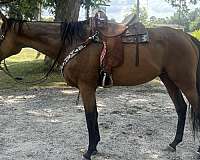 thoroughbred-gelding