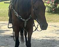 thoroughbred-horse-for-sale