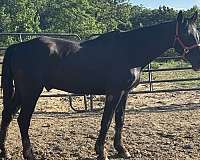 black-lesson-trail-horse