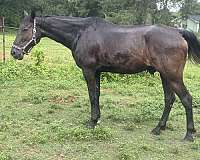 lesson-trail-gelding-mare