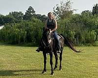 tennessee-walking-gelding