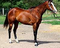 athletic-quarter-horse