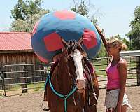 eventing-quarter-horse