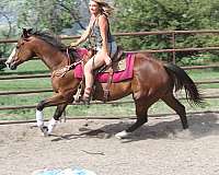 flashy-quarter-horse