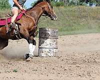 pole-quarter-horse