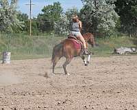 ranch-quarter-horse