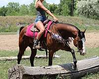 ranch-work-quarter-horse