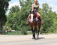 ridden-western-quarter-horse
