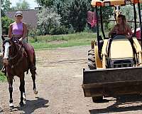 roping-quarter-horse