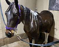 spotted-saddle-gelding