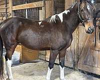 spotted-saddle-horse-for-sale