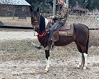 spotted-saddle-horse