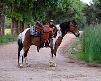 athletic-pony