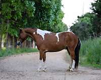 beginner-pony