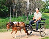 driving-pony