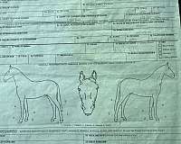 endurance-pony