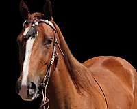 reining-quarter-horse
