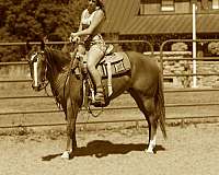 athletic-quarter-horse
