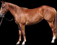 ridden-western-quarter-horse