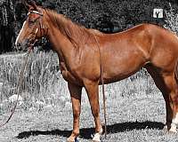 trail-quarter-horse